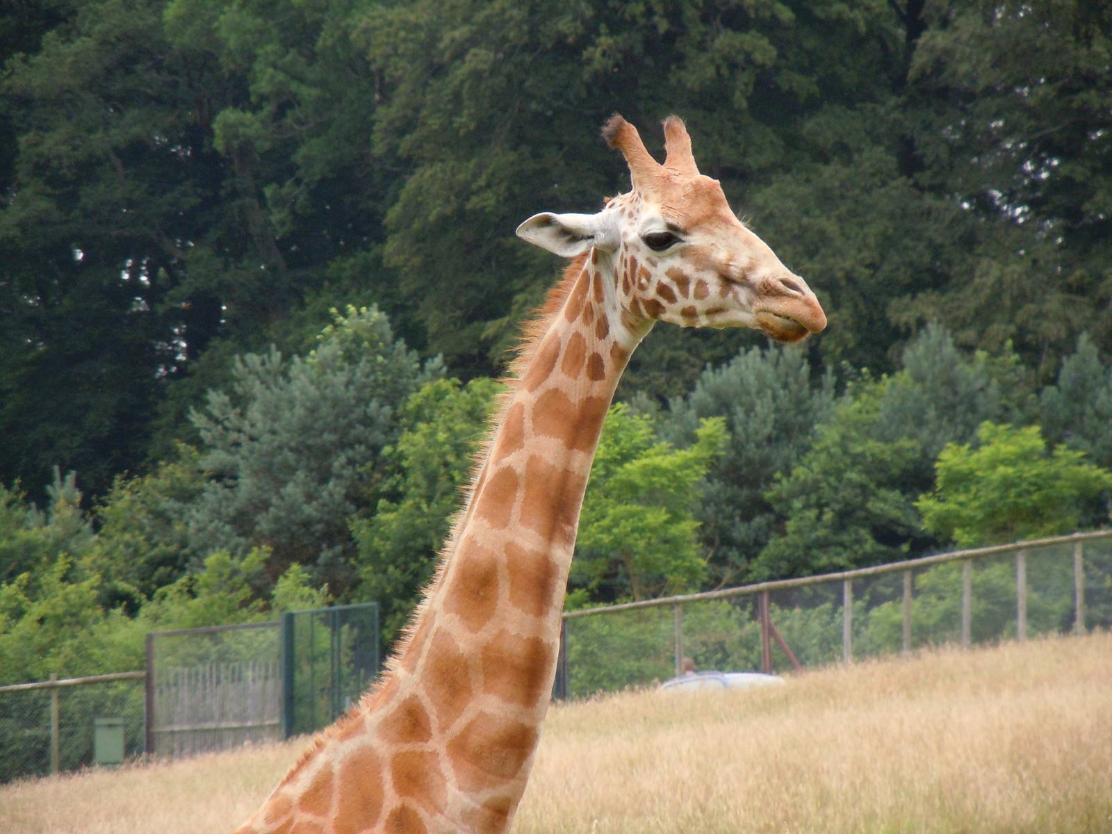 Rothschild Giraffe