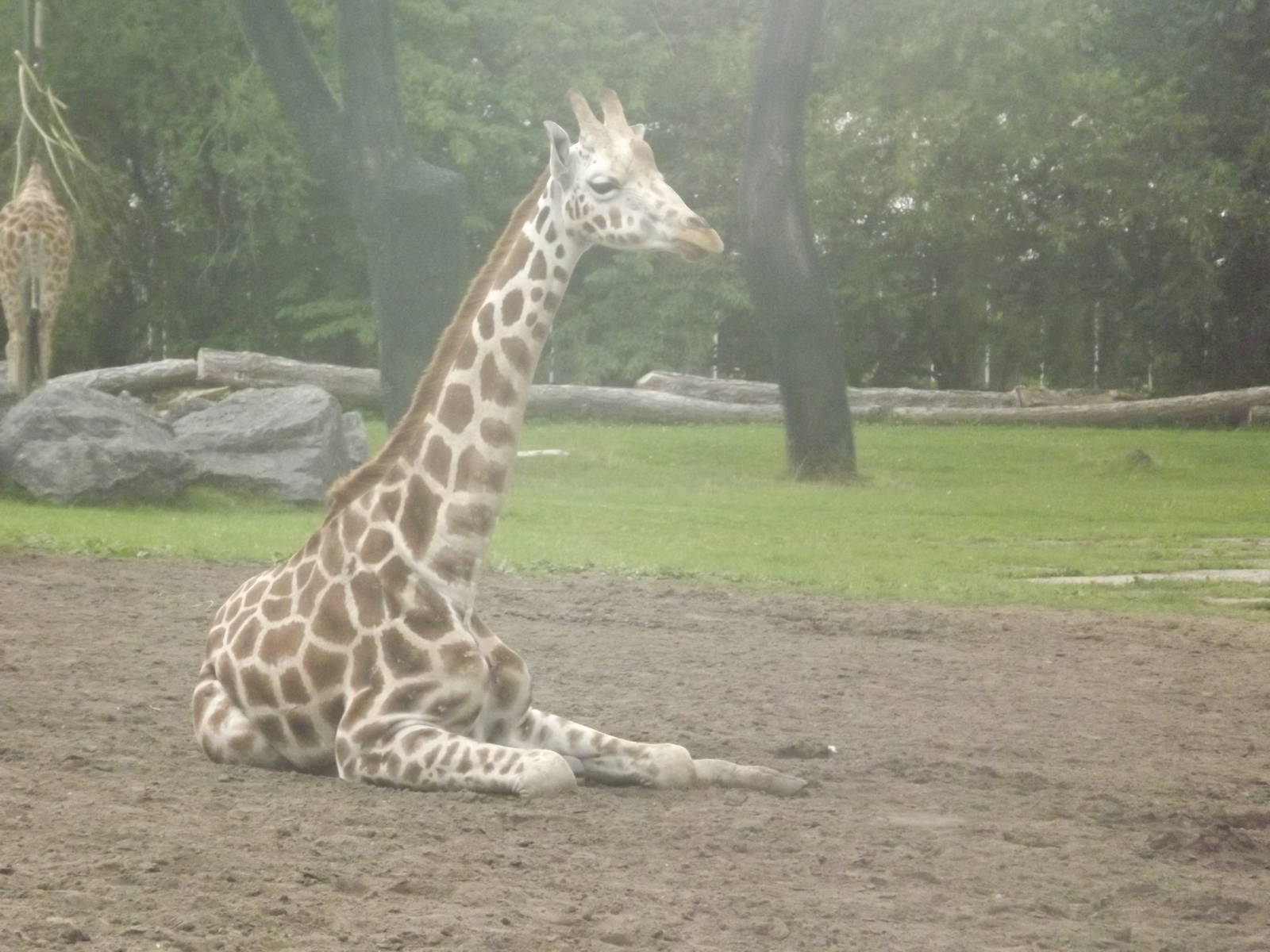 Rothschild Giraffe