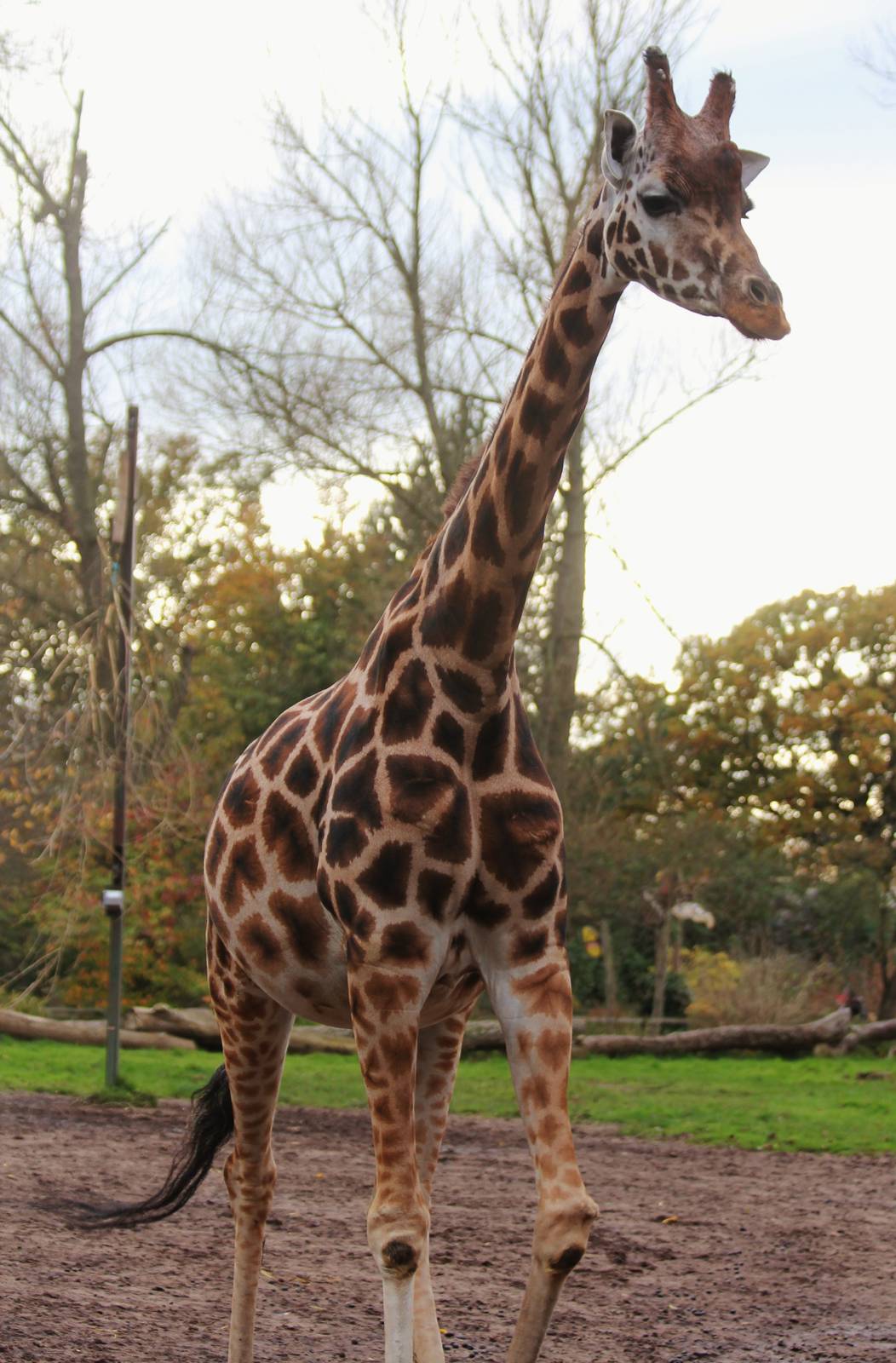 Rothschild Giraffe