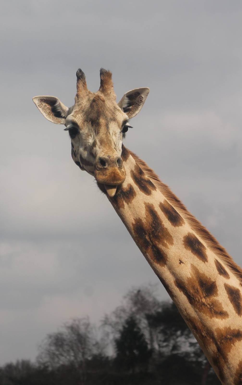 Rothschild giraffe
