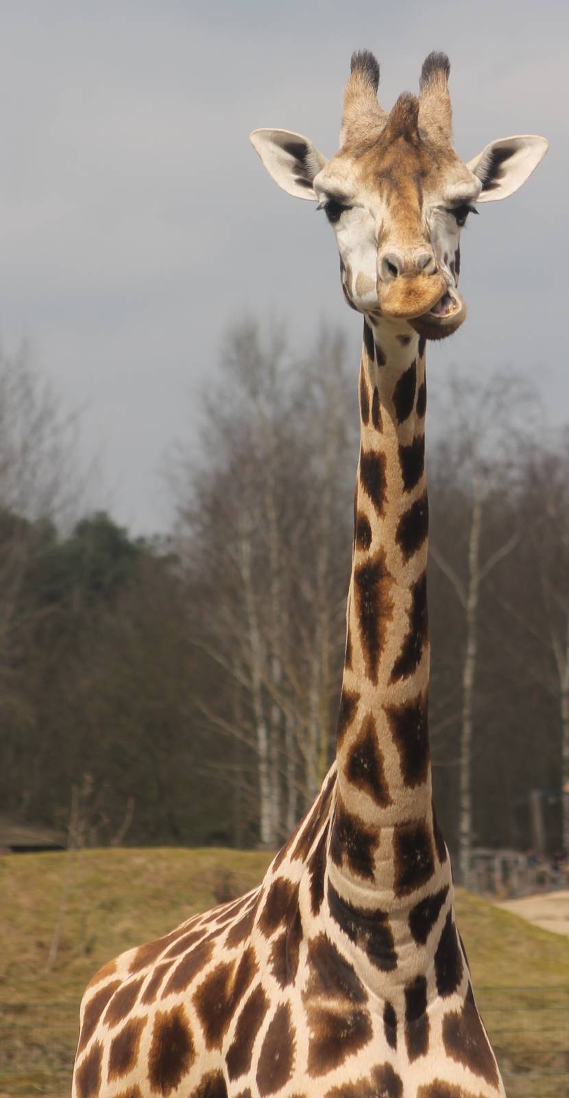Rothschild giraffe
