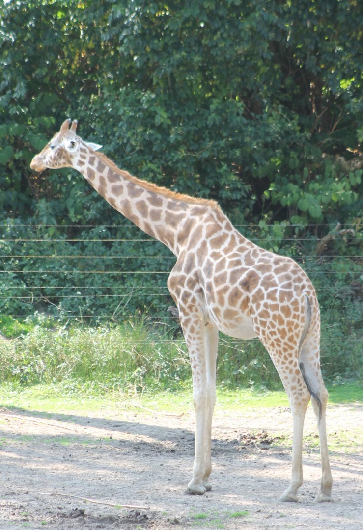 Rothschild giraffe