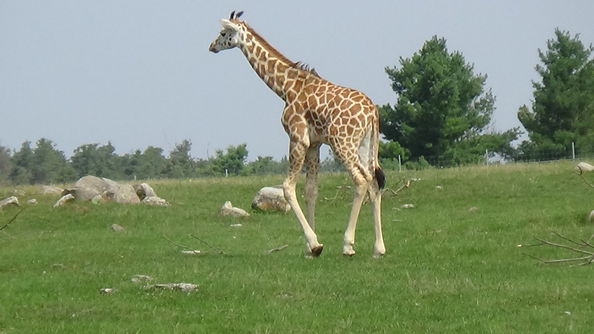 Rothschild giraffe