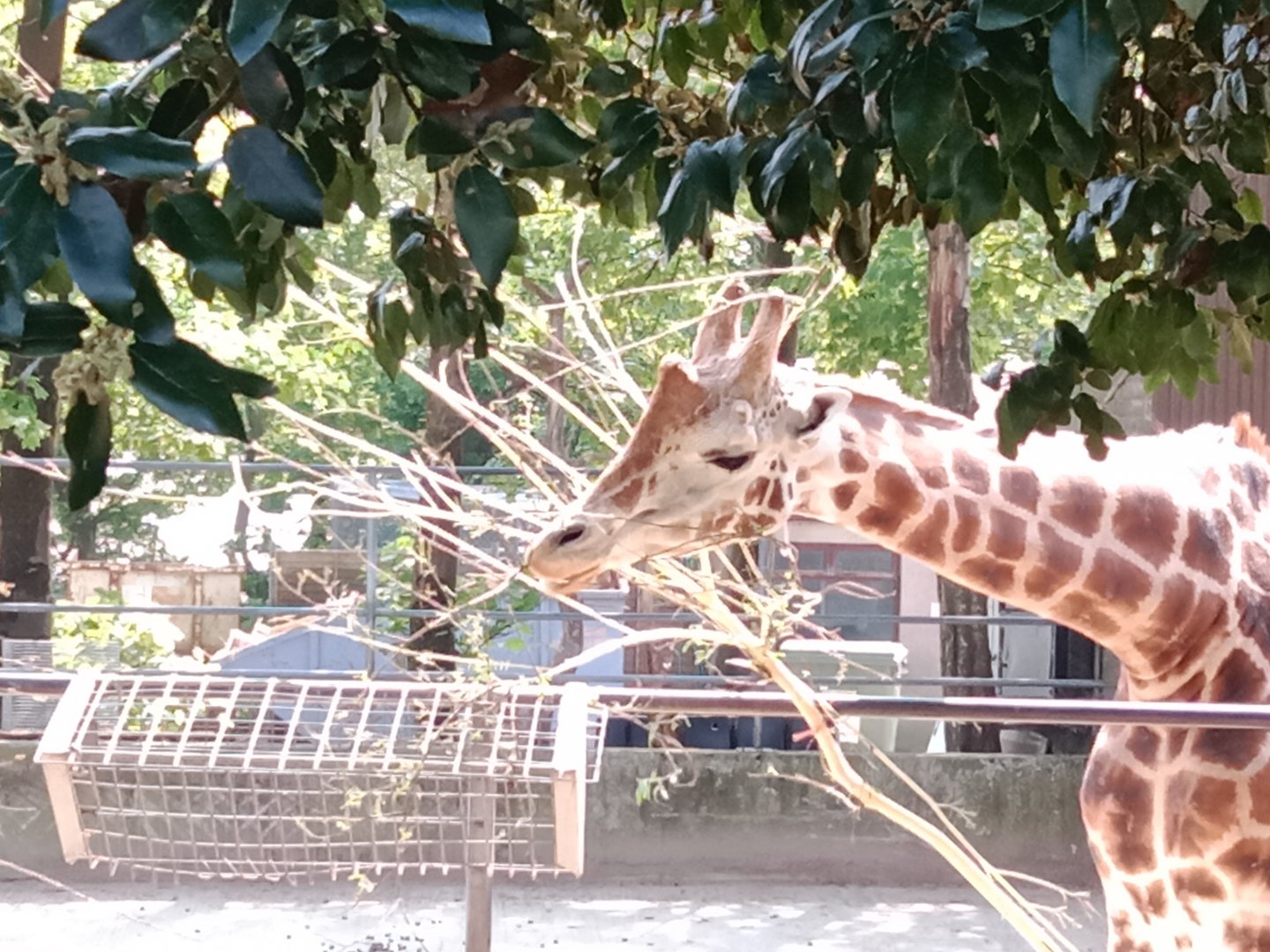 Rothschild giraffe.