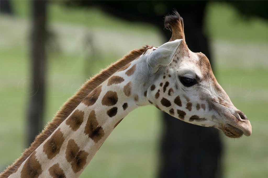 Rothschild Giraffe