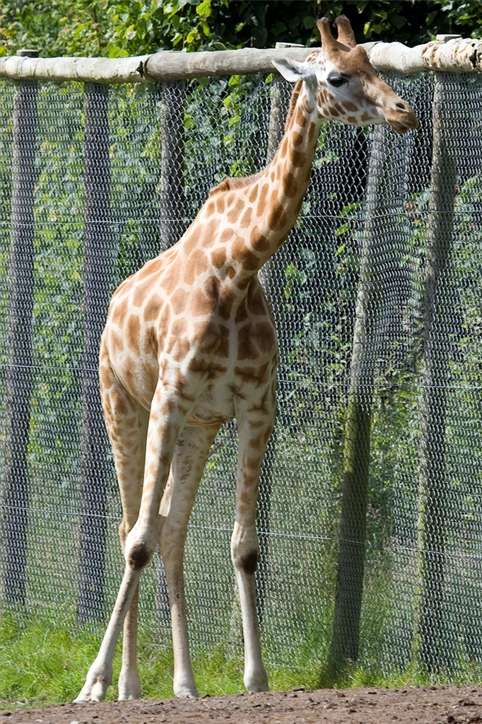 Rothschild Giraffe