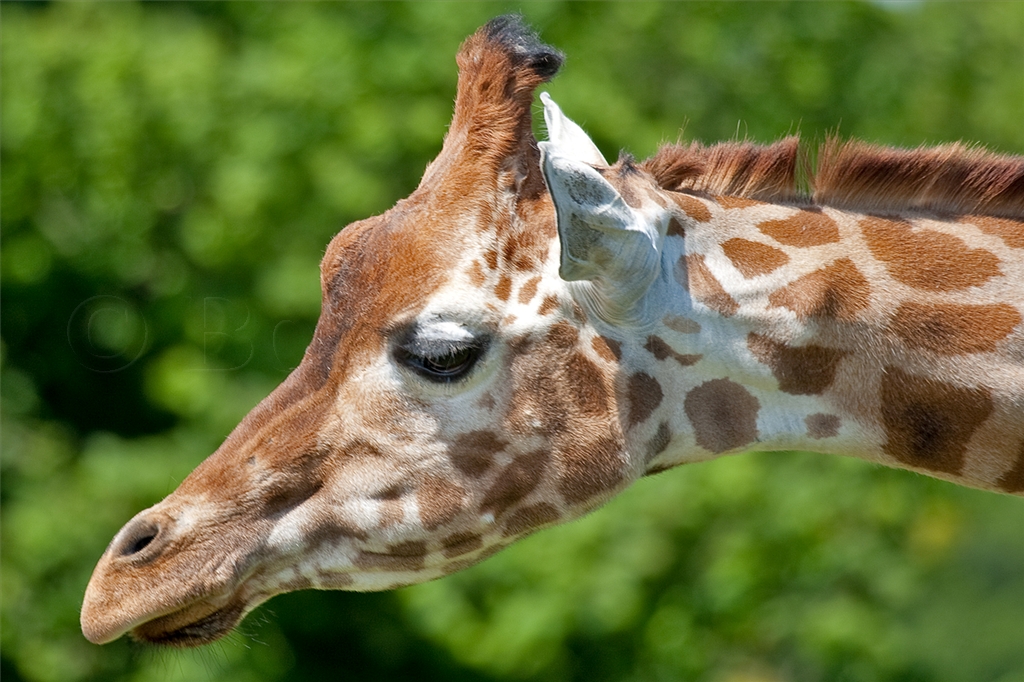 Rothschild Giraffe
