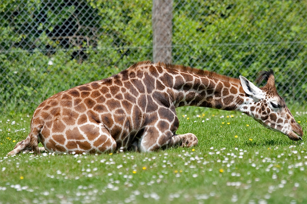 Rothschild Giraffe