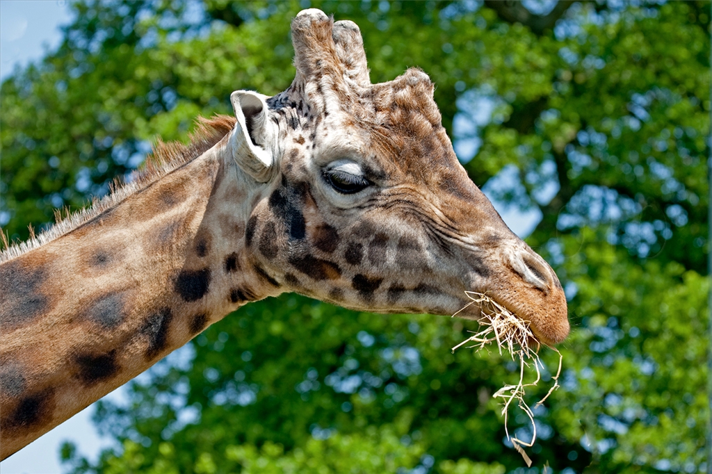 Rothschild Giraffe