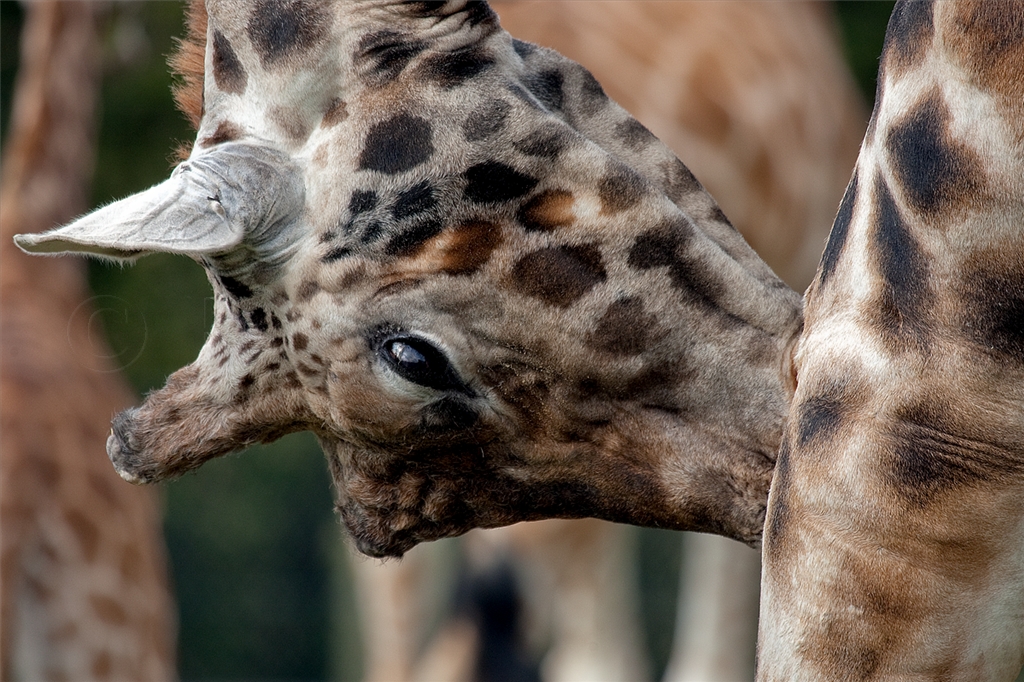 Rothschild Giraffe