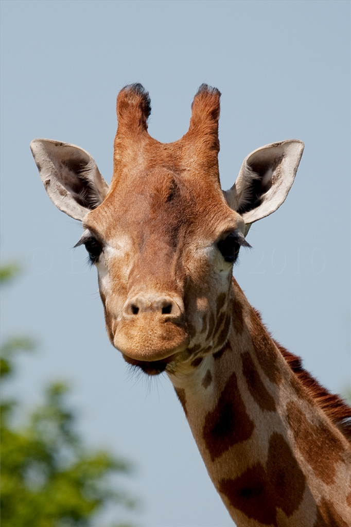 Rothschild Giraffe