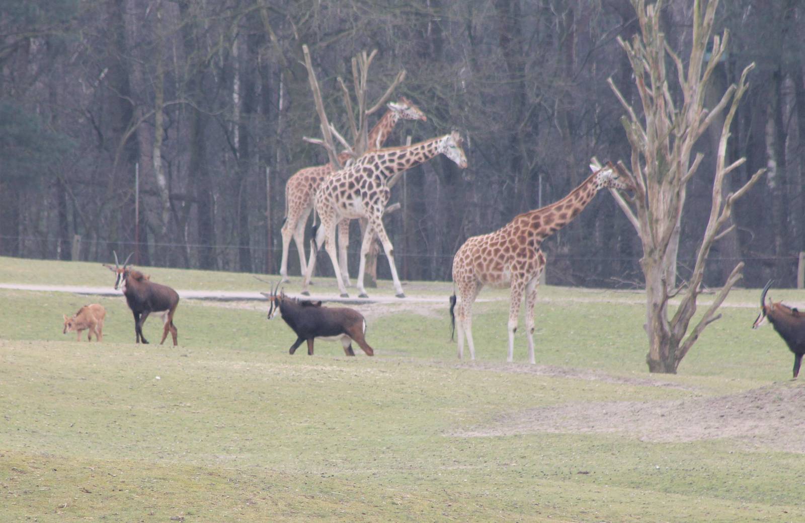 Rothschild giraffes and sable antilopes