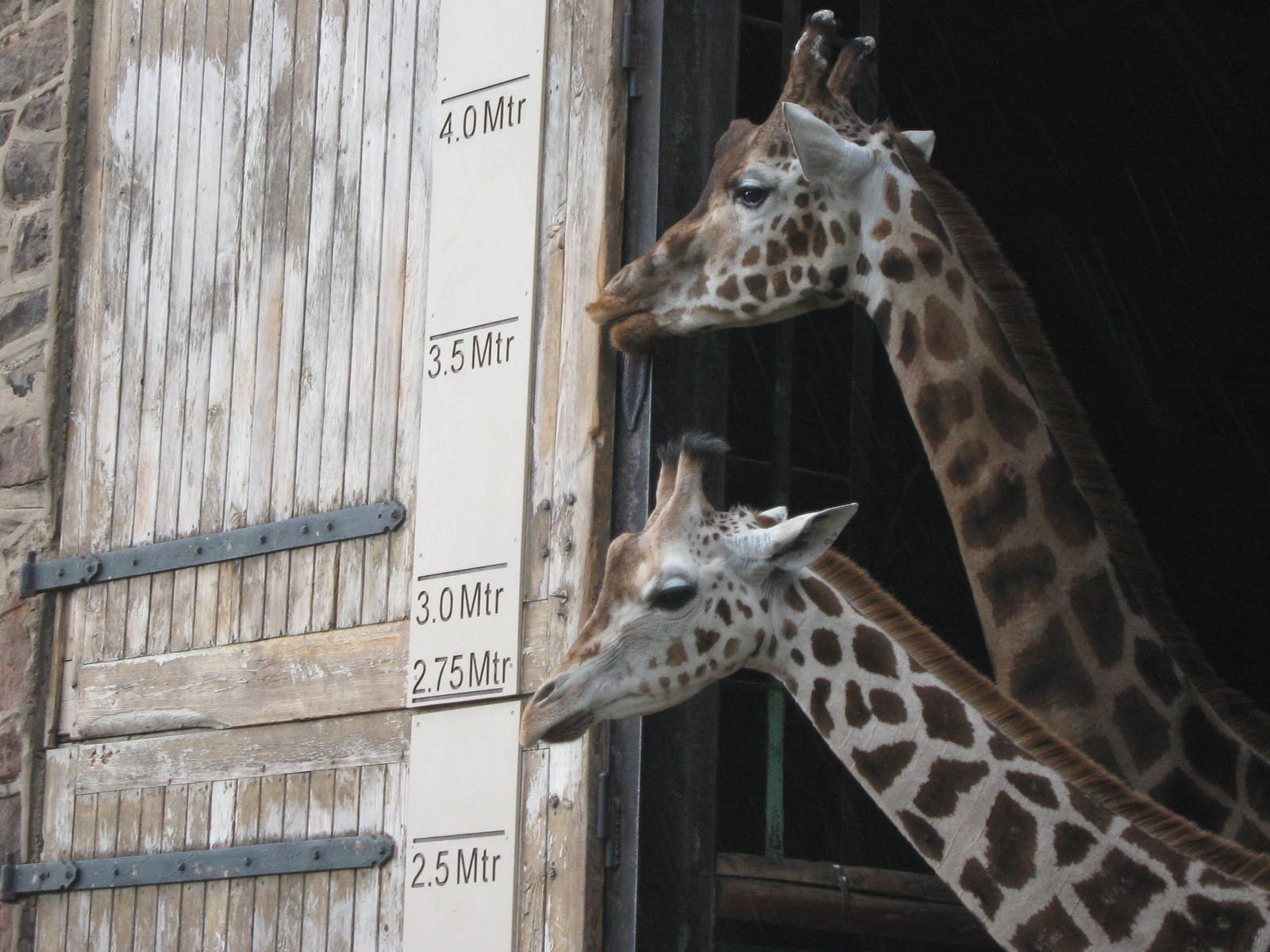 Rothschild Giraffes Aofie and Orla 30.3.10