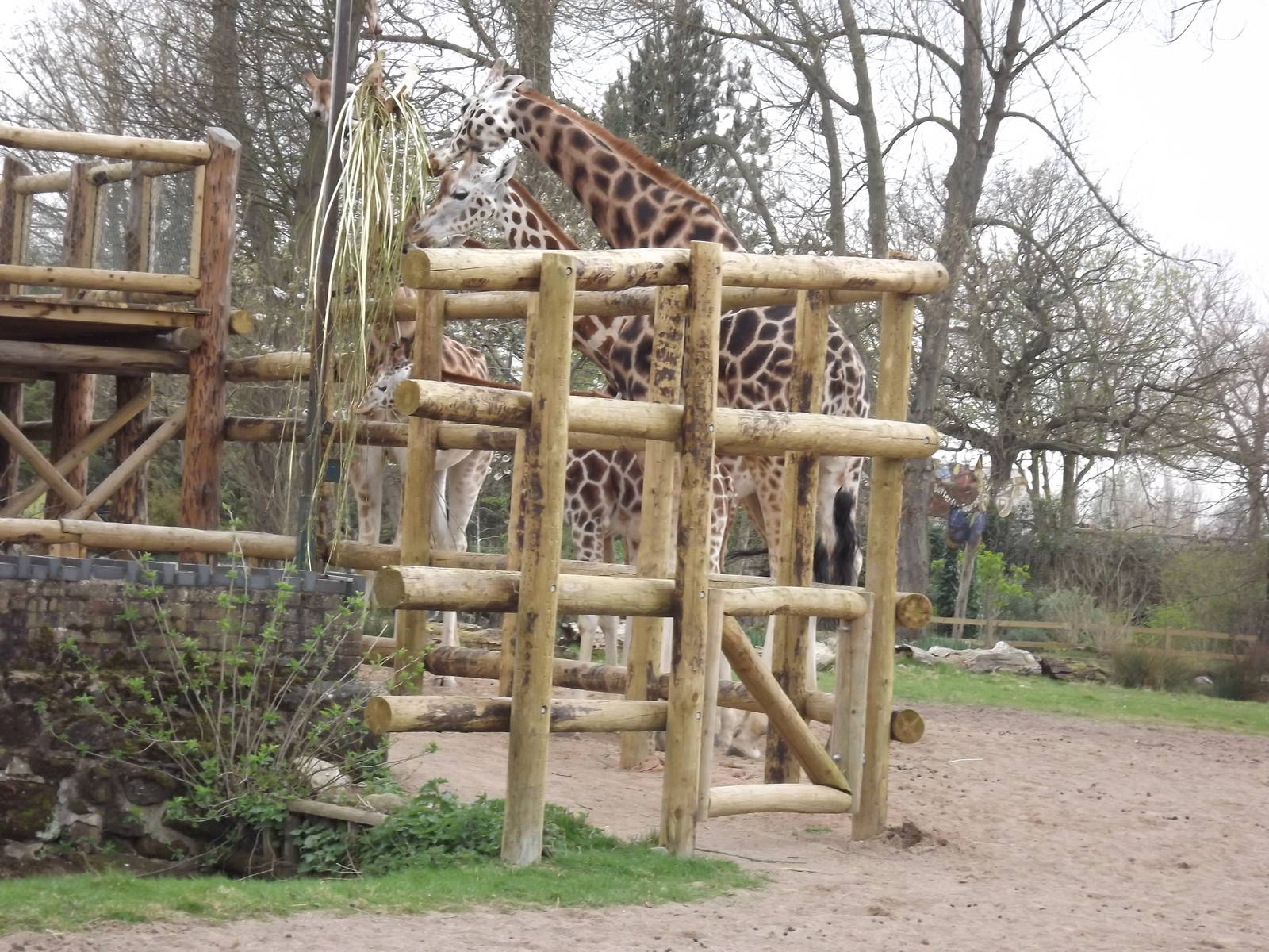 Rothschild Giraffes at Chester Zoo 31/03/12
