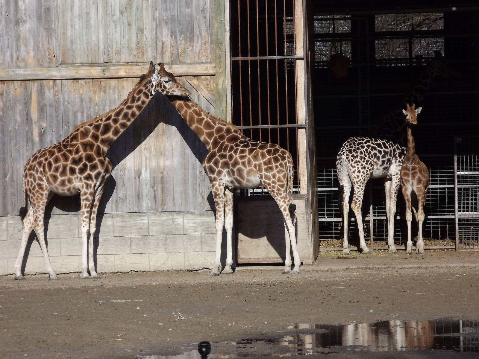 Rothschild Giraffes at Flamingoland 19/02/12