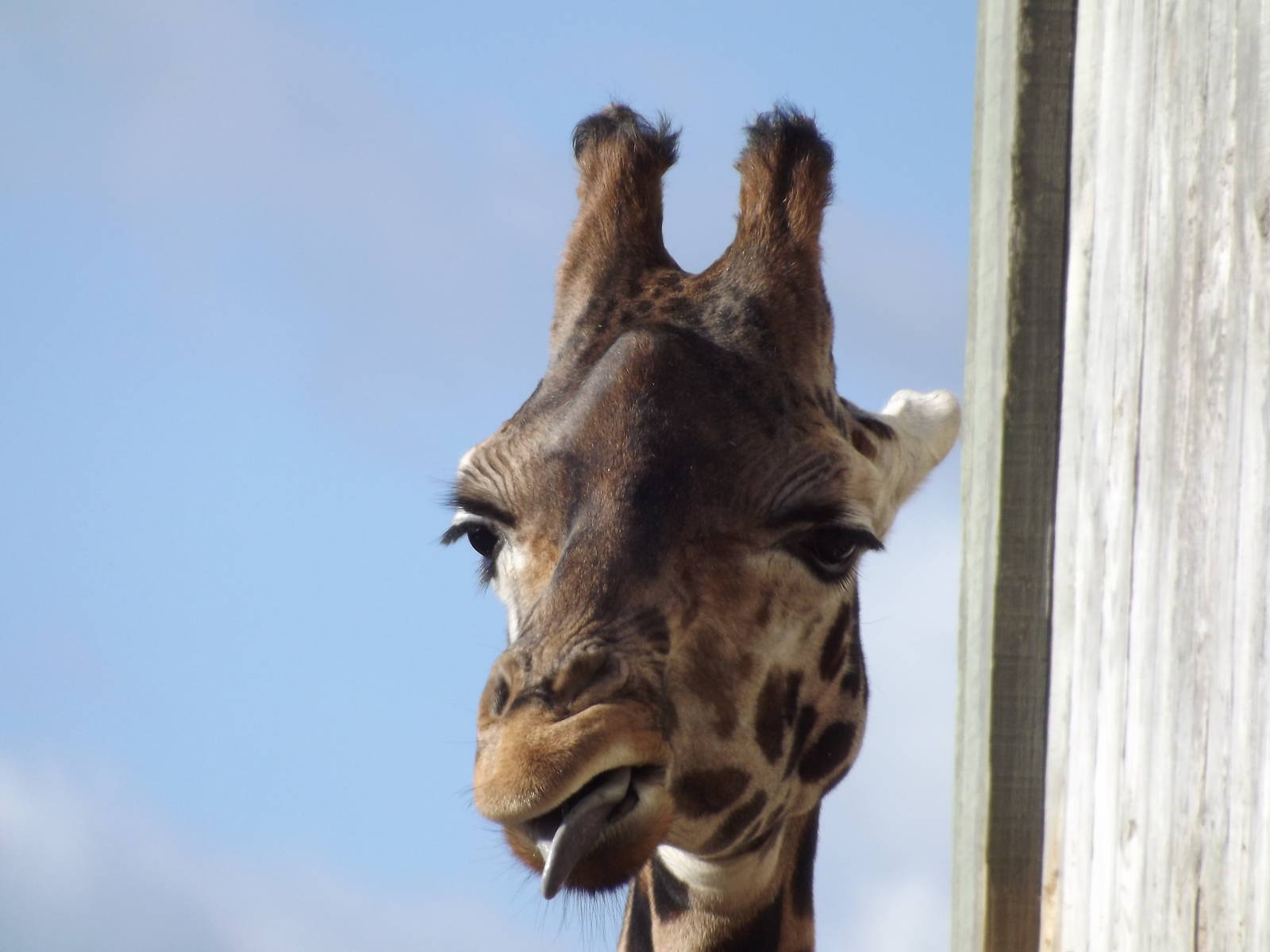 Rothschild Giraffes at Flamingoland 19/02/12