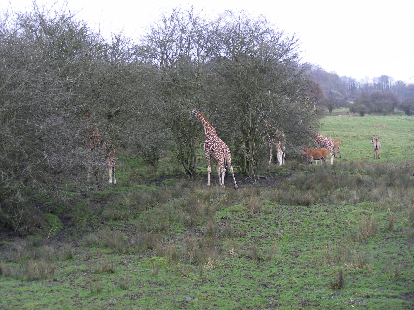 Rothschild giraffes browsing alongside elands and roan antelopes at Port Ly