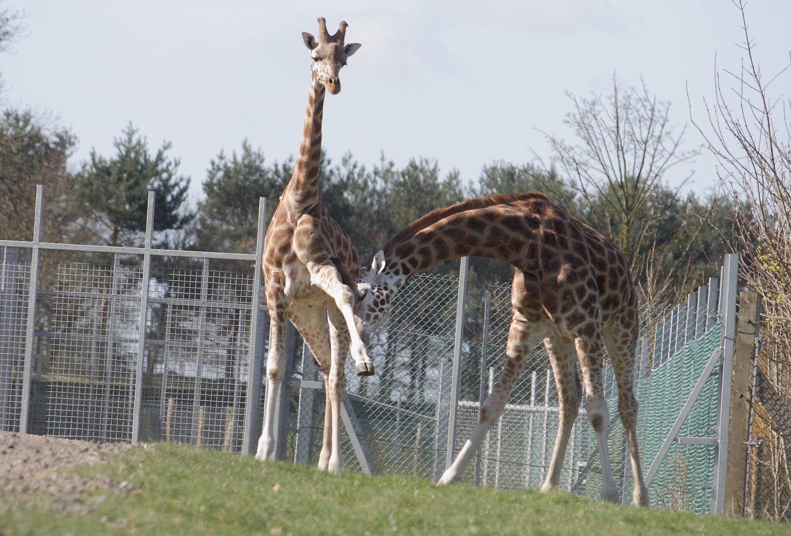 Rothschild giraffes fighting