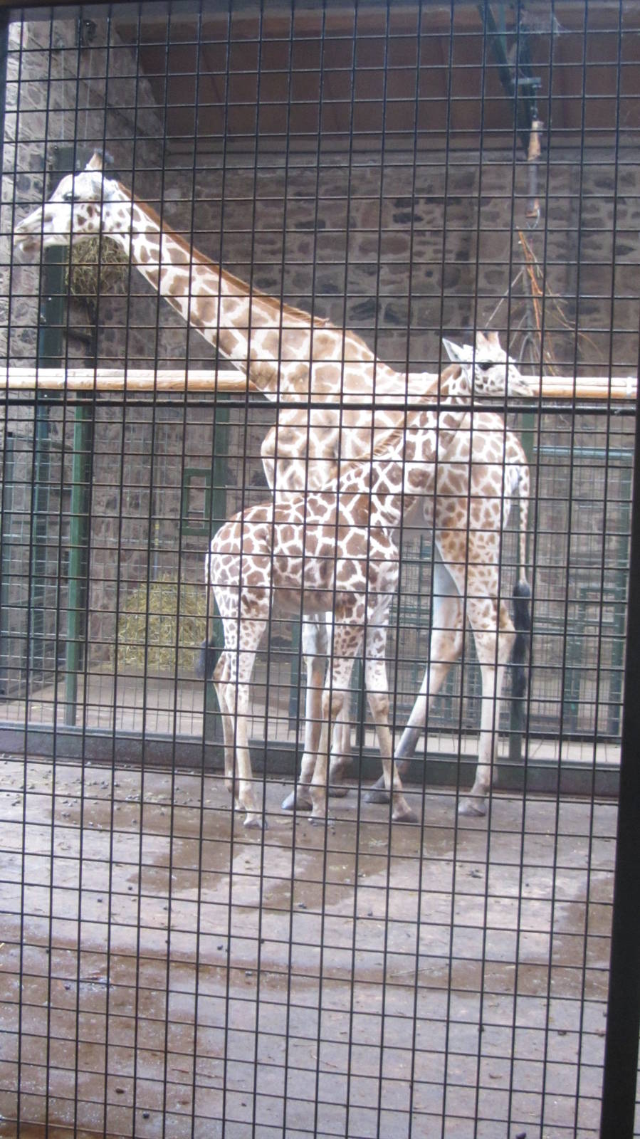 Rothschild Giraffes