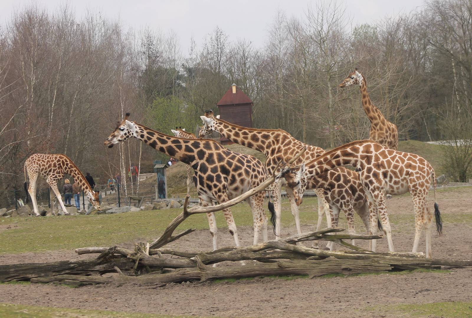 Rothschild giraffes