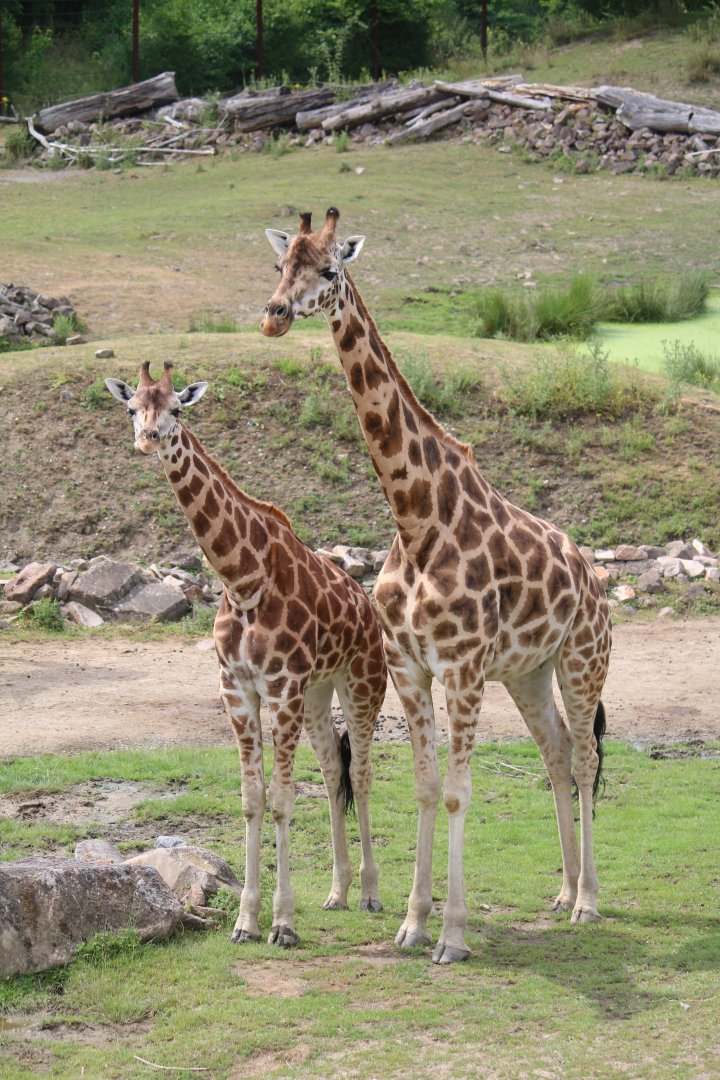 Rothschild giraffes