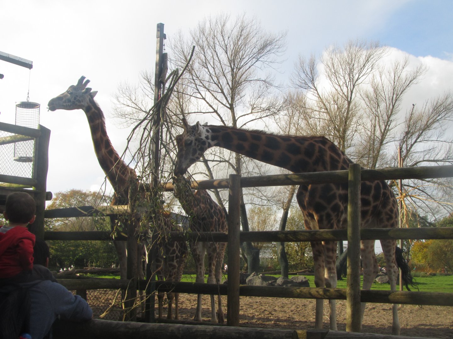 Rothschild Girrafe Herd