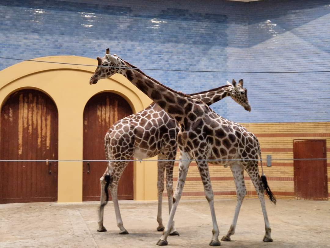 Rothschild/Reticulated Giraffe, Antelope House