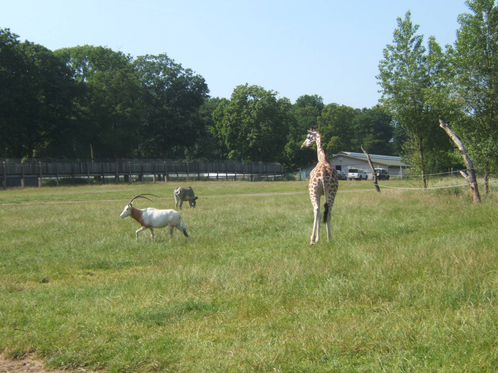 Rothschild`s Giraffe,Grevy`s Zebra and Scimitar-horned Oryx
