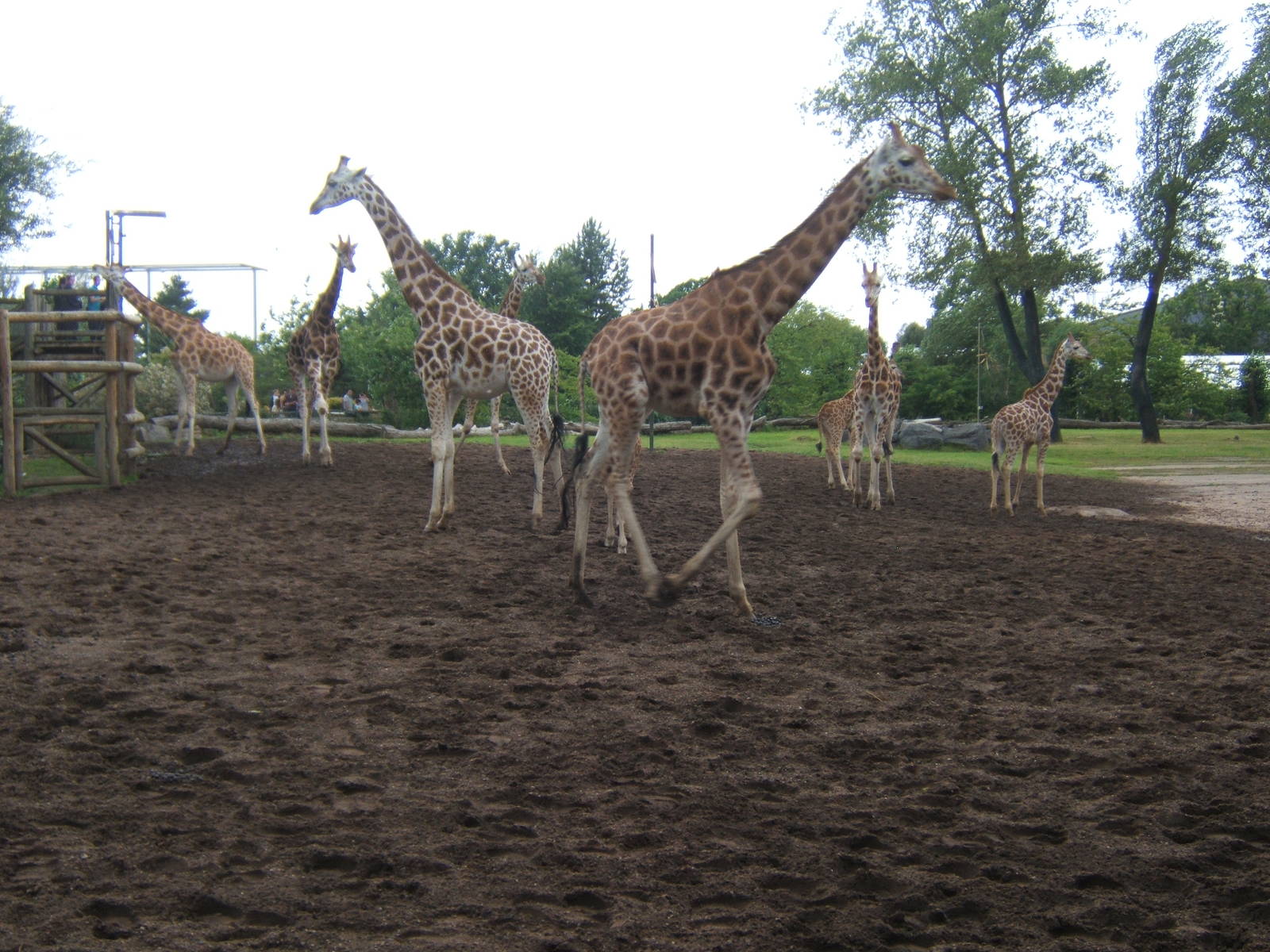 Rothschild`s Giraffe herd