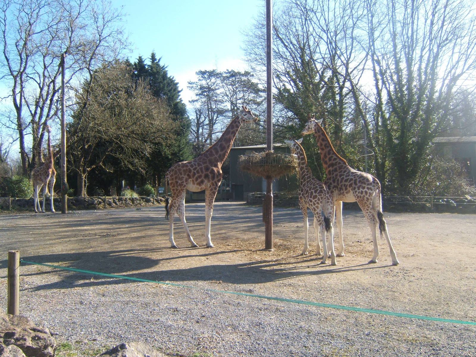 Rothschild`s Giraffe herd