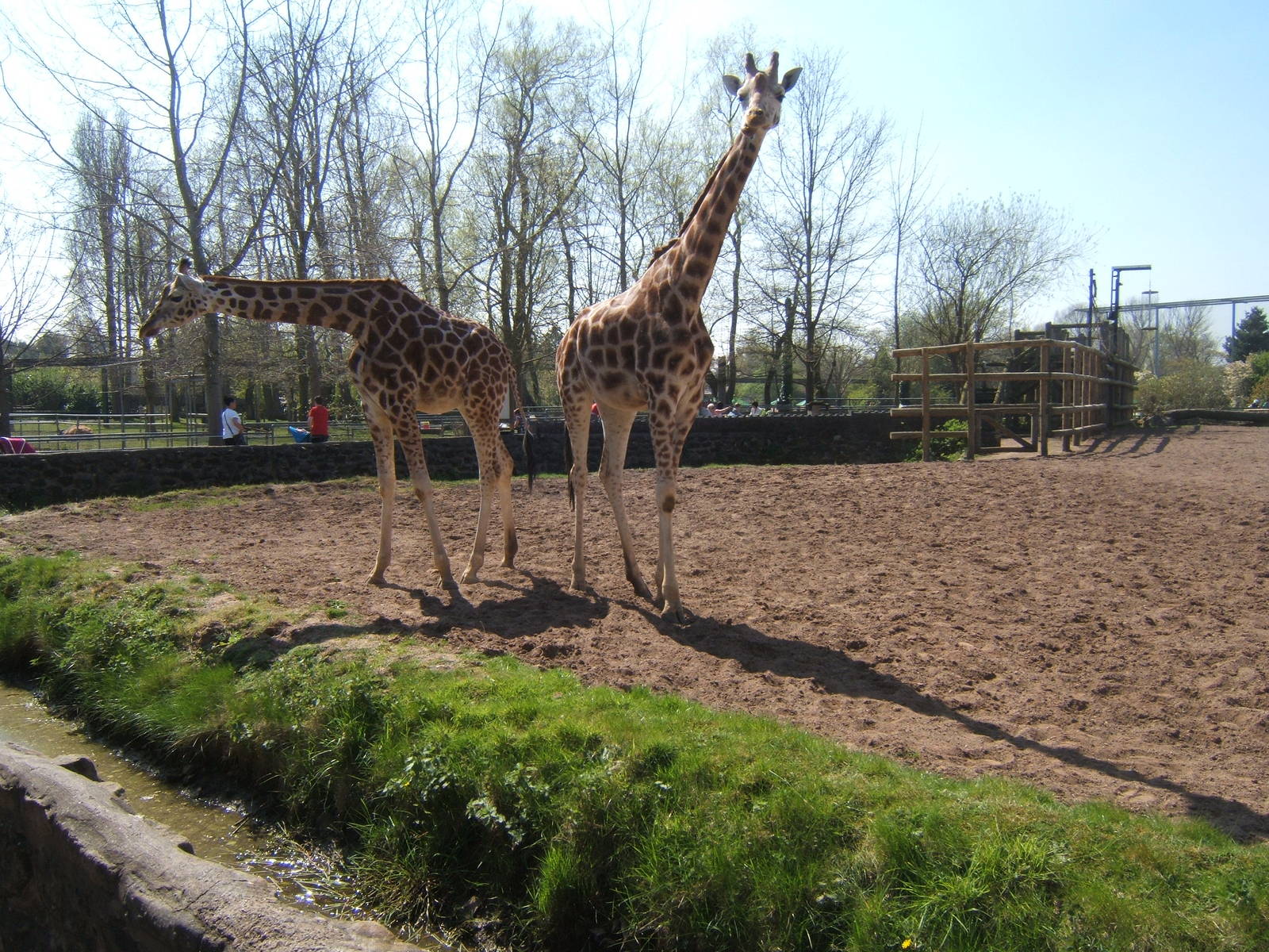 Rothschild`s Giraffe