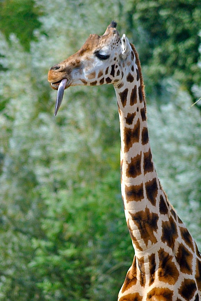 Rothschild´s giraffe