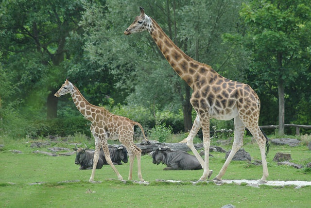 Rothschild´s giraffe