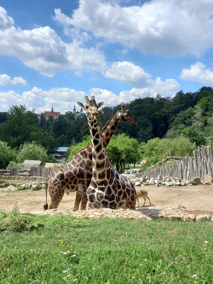Rothschild's and Reticulated giraffes males