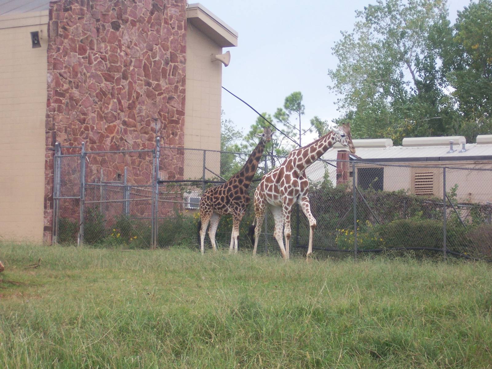 Rothschild's and Reticulated Giraffes