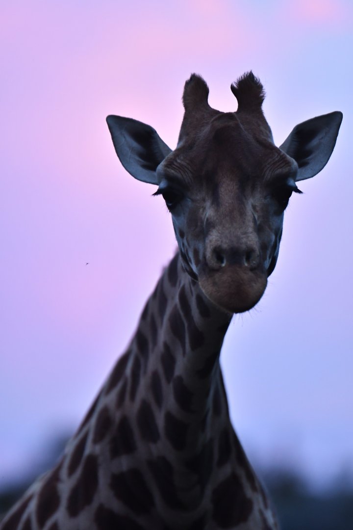 Rothschild's girafe (Giraffa cameleopardis rothschildii)
