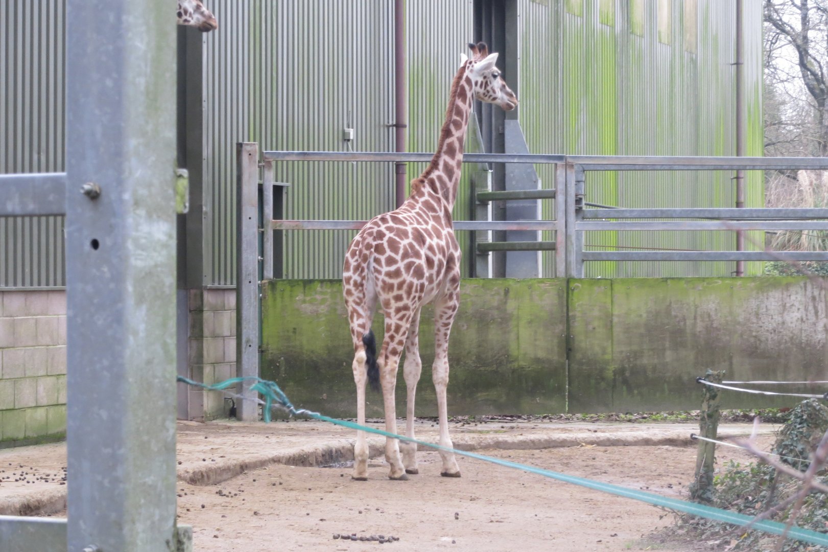 Rothschild's giraffe 050119