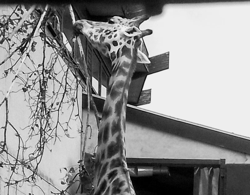 Rothschild's Giraffe 070625