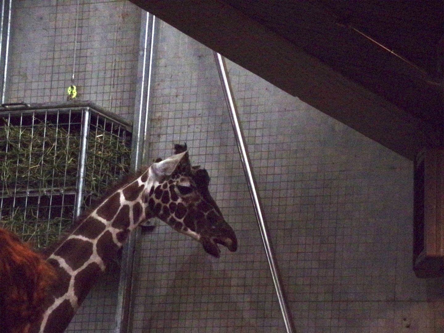 Rothschild’s giraffe 11.2.25