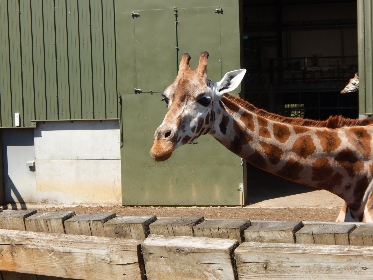 Rothschild's giraffe 110722