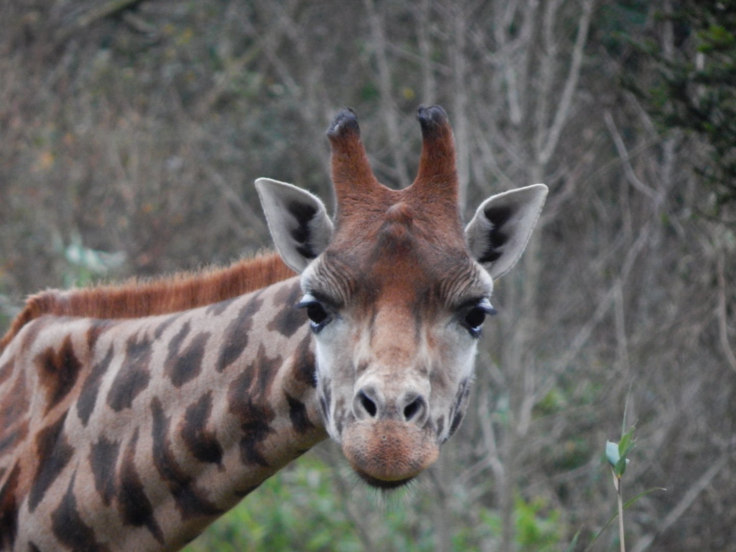 Rothschild's giraffe 111224