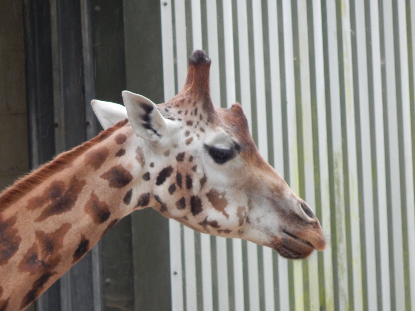 Rothschild's giraffe 130624