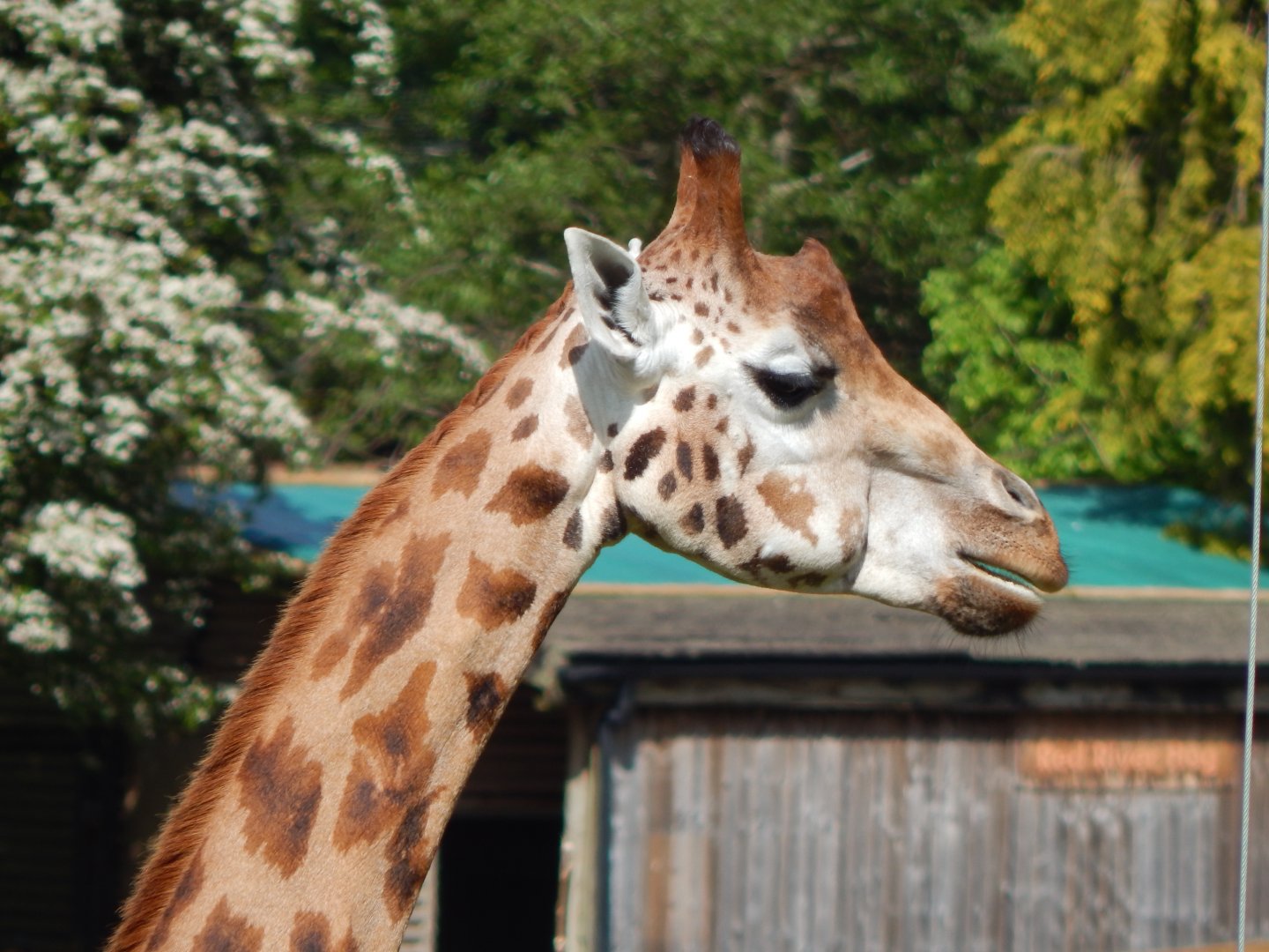 Rothschild's giraffe 170524