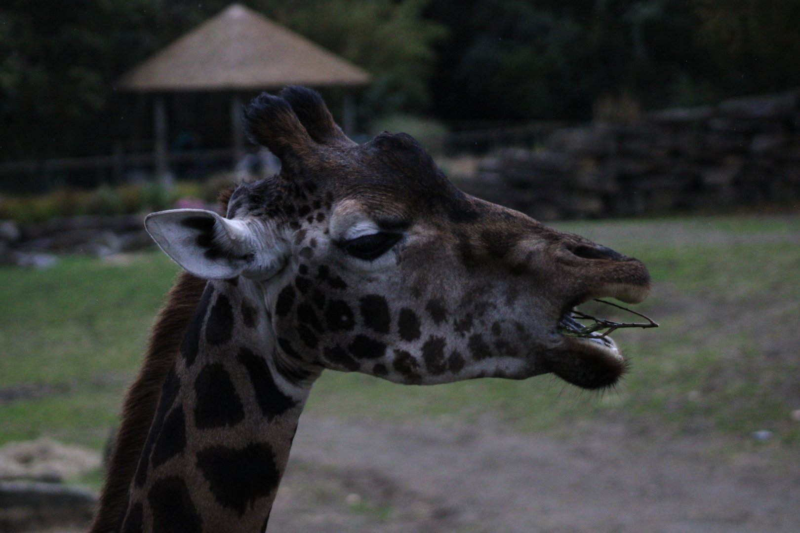 Rothschild's Giraffe - 18/10/25