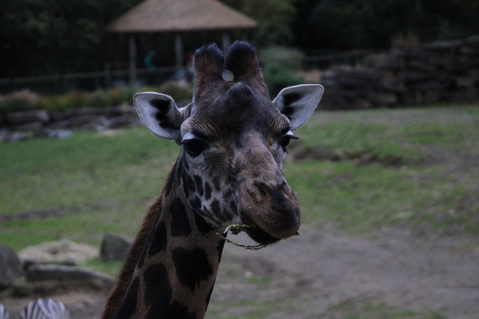 Rothschild's Giraffe - 18/10/25