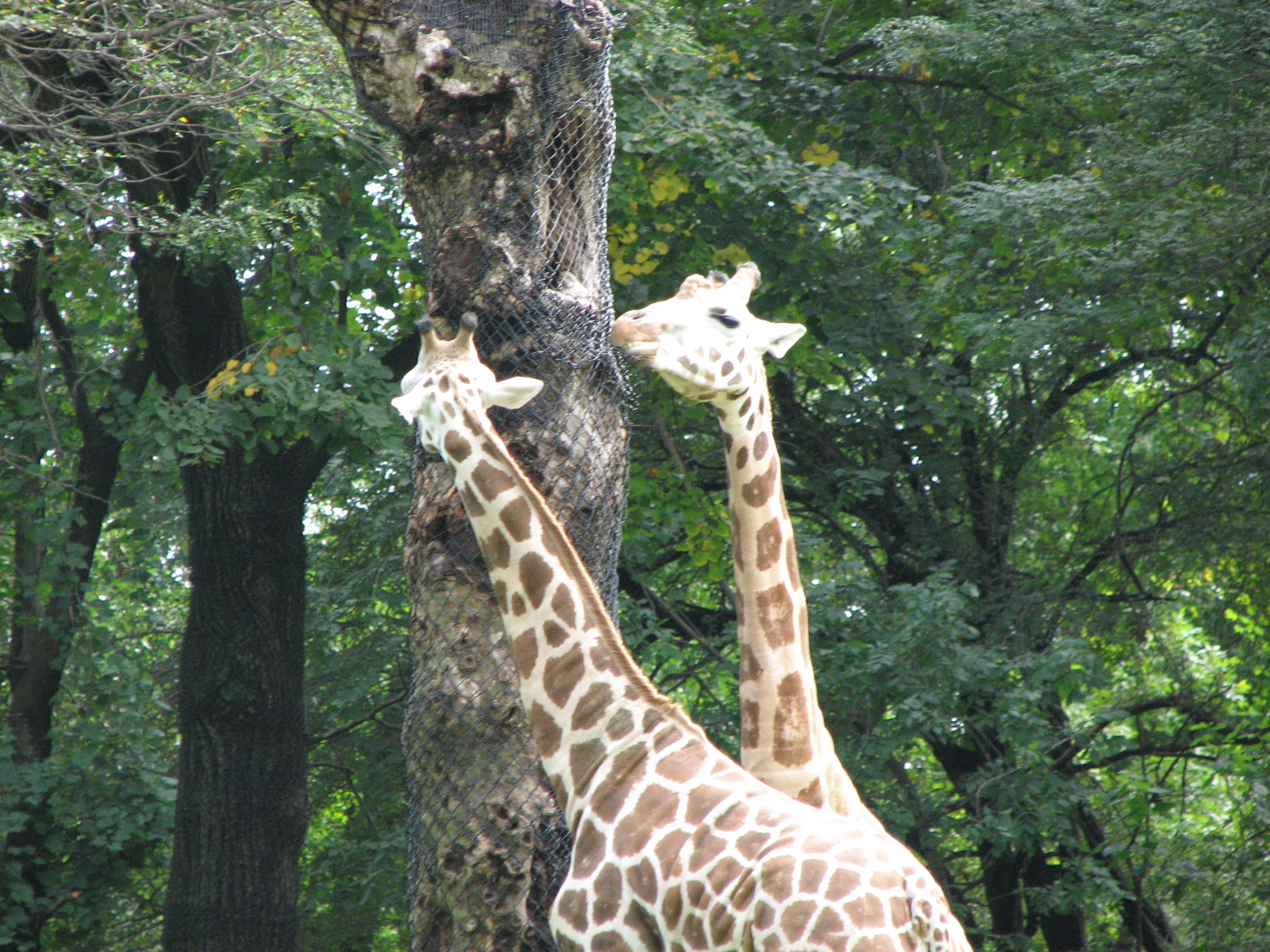 Rothschild's giraffe 2011