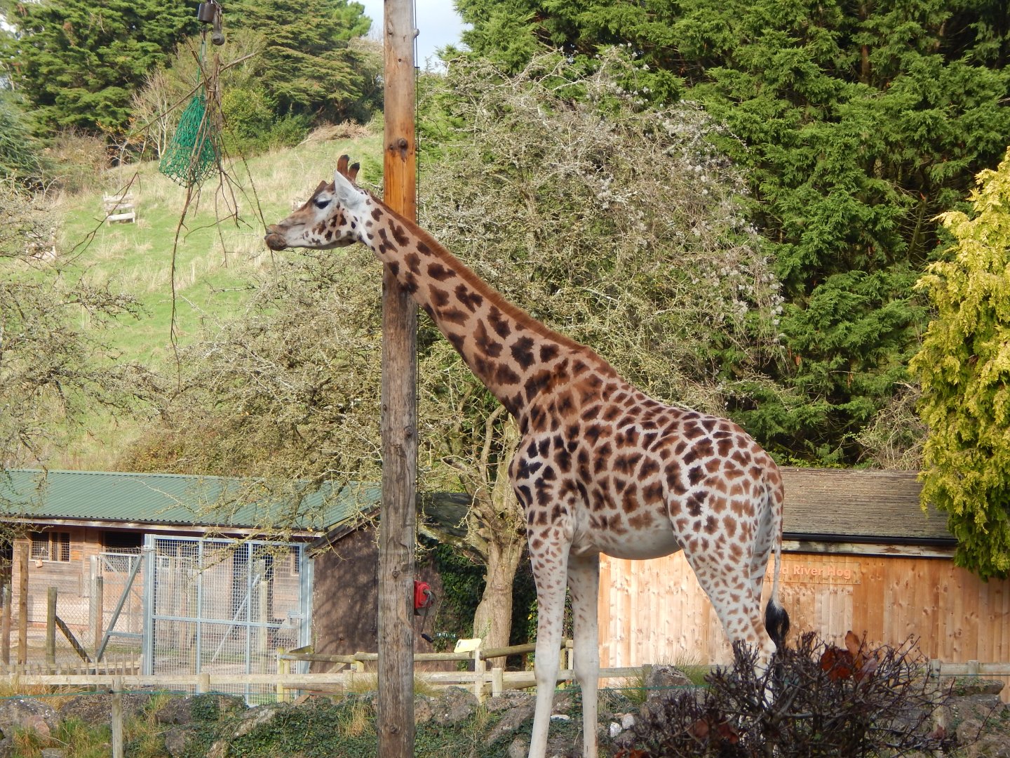 Rothschild's giraffe 201121