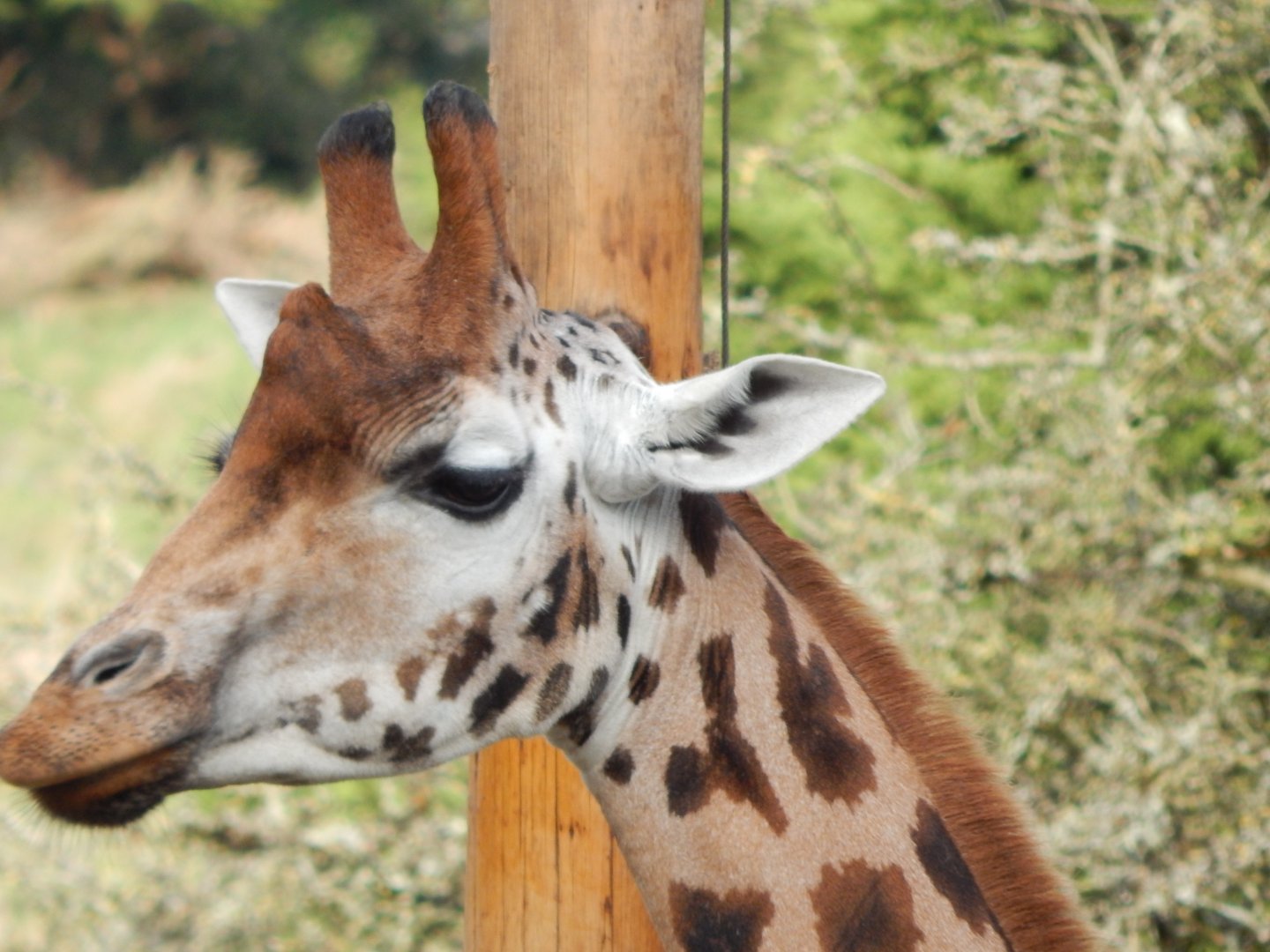 Rothschild's giraffe 201121