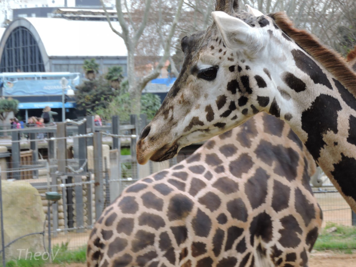 Rothschild's giraffe [2015]