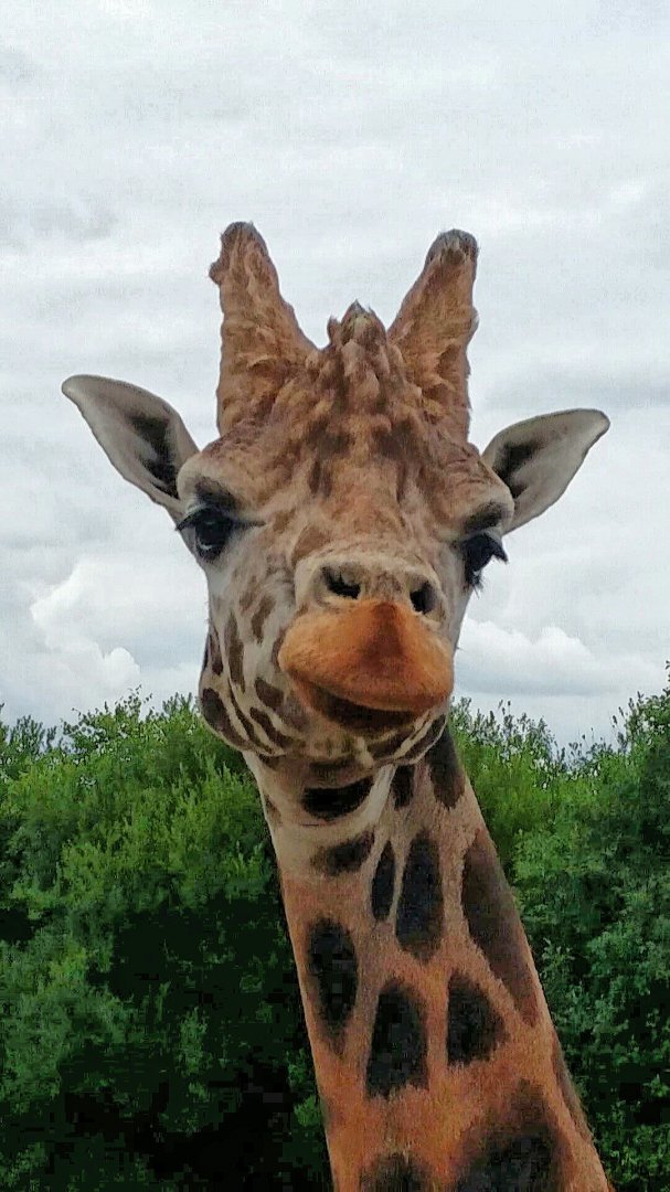 Rothschild's Giraffe, 2018